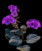 Phacelia cathiflora 16-6545